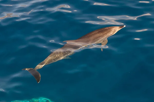 Atlantik Benekli Yunuslar Tazacorte yakınlarında La Palma, Kanarya Adaları 'nın batı kıyısında