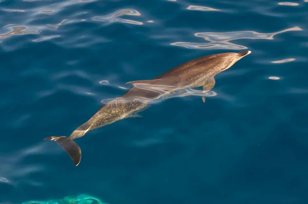 Atlanten Delfiner Oceanen Nära Tazacorte Palmas Västkust Kanarieöarna Stockfoto