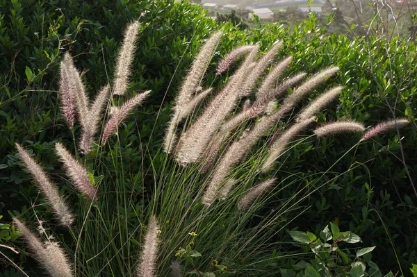 Invasive plant known as Cat\'s Tail or El Rabo de Gato (Pennisetum setaceum) in La Palma, Canary Islands