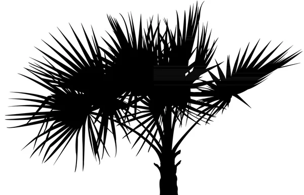 Palm Tree Silhouette vector — Stock Vector