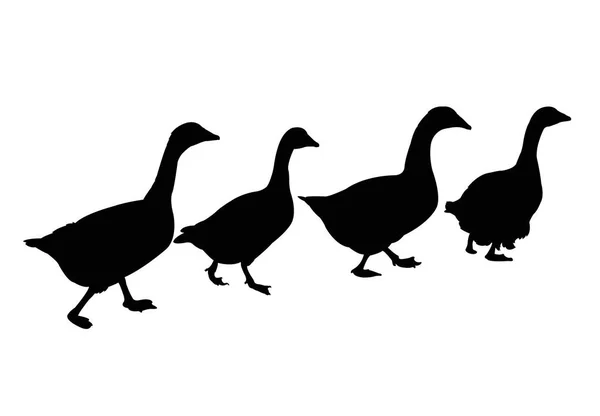 Patos Caminando Silueta Vector — Vector de stock