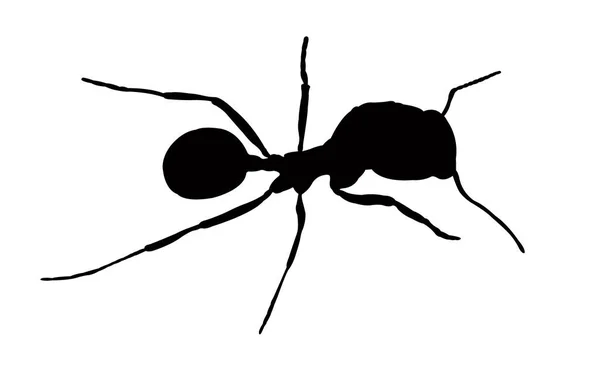 Ant Body Silhouette Vector — Stock Vector