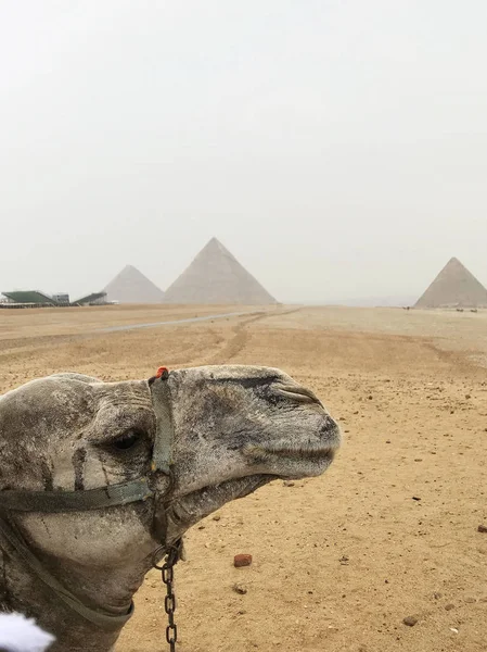 Camel Sorrindo Para Grandes Pirâmides Gizé Perto Cidade Cairo Egito — Fotografia de Stock