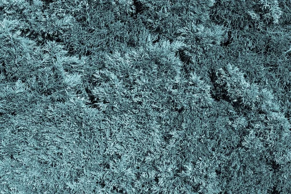 Натуральный растительный текстурированный фон голубого цвета — стоковое фото