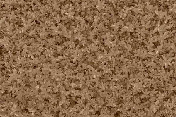 Φυσικό δέρμα σαγρέ φόντο σέπια χρώμα — Φωτογραφία Αρχείου