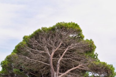 yaşlı bir iğne yapraklı ağaç taç