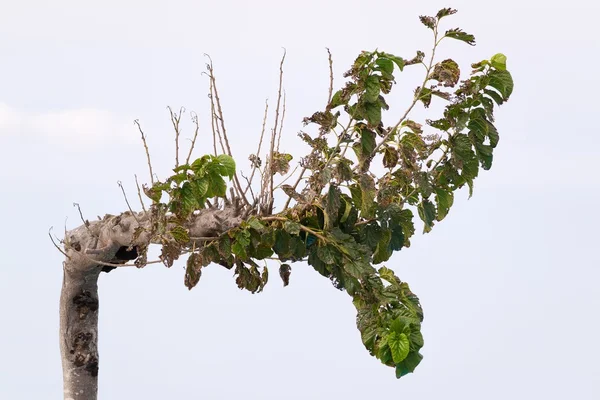 Old deciduous tree against the background of sky — Stock Photo, Image