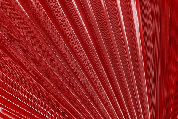 Textura de una hoja de palma primer plano color rojo — Foto de Stock