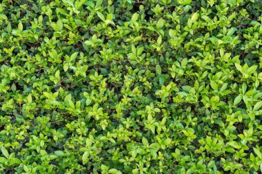 yeşil renk Doğal dokulu arka plan