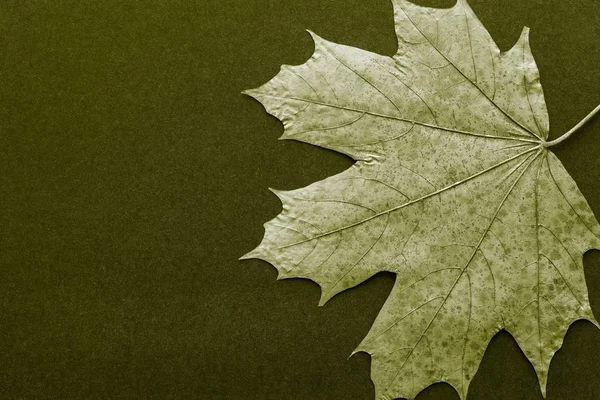 Um maple closeup da folha em um fundo escuro — Fotografia de Stock