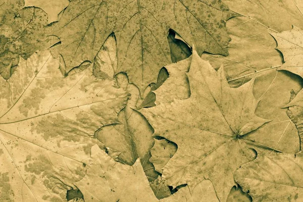 메이플 단풍 단조로운 카 키 색상의 질감된 배경 — 스톡 사진