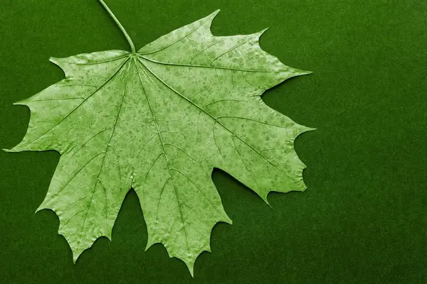 One leaf maple closeup on a dark background — Stock Photo, Image