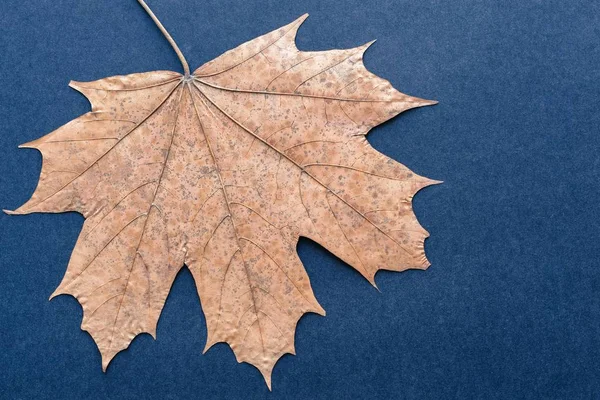 Um maple closeup da folha em um fundo escuro — Fotografia de Stock