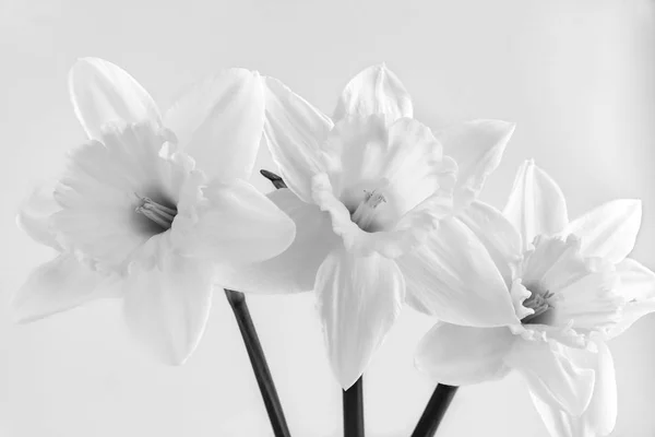 Three flowers of a narcissus on a light background — Stock Photo, Image