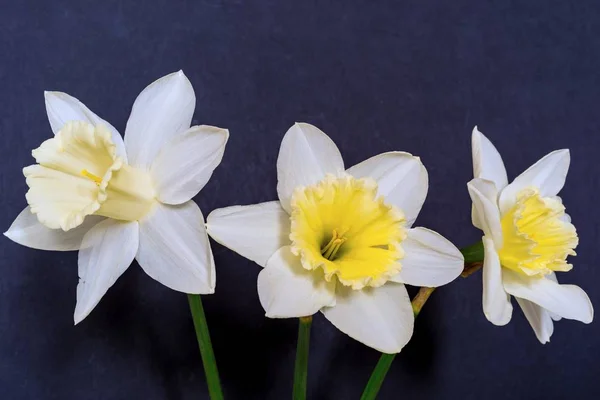 Three flowers of a narcissus — Stock Photo, Image