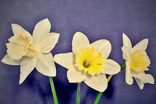 Drei Blüten einer Narzisse im Retro-Stil — Stockfoto