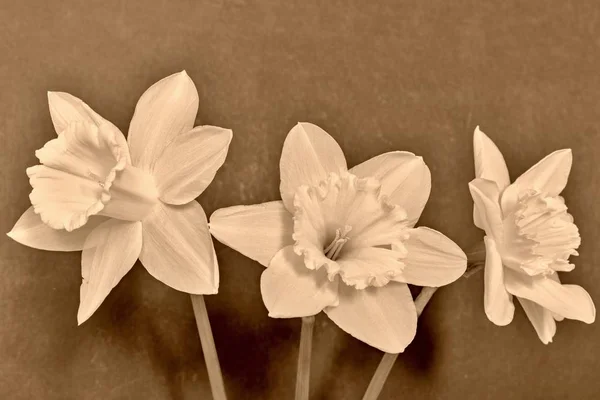 Three flowers of a narcissus on a dark background — Stock Photo, Image