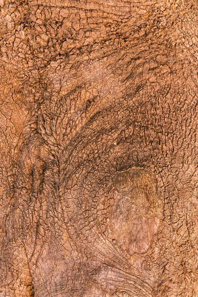 Texture of bark of a tree — Stock Photo, Image
