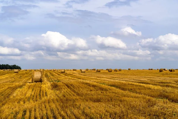 필드의 농업 풍경 — 스톡 사진