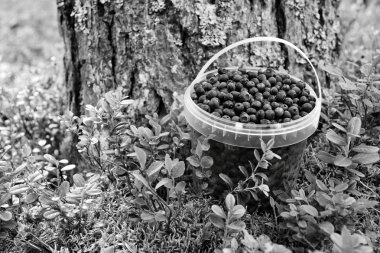 tek renkli sesi yabani meyveleri ile kova