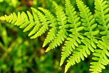 fern closeup yaprak yeşil