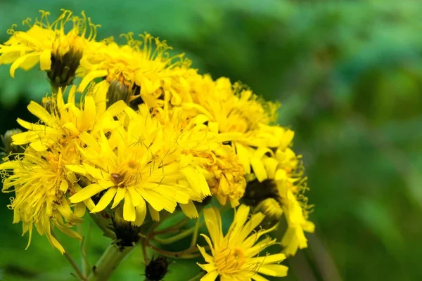 Fleurs sauvages jaunes gros plan — Photo