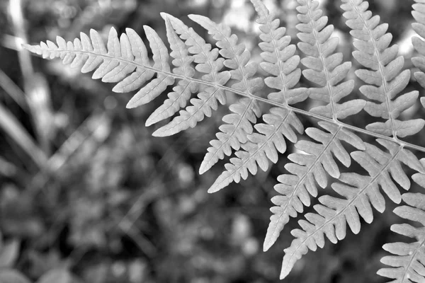 Leaf of a fern closeup — Stock Photo, Image