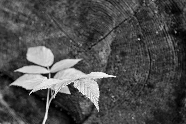 ラズベリーの茂みの若いシュート — ストック写真