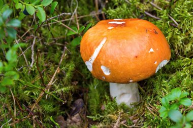 mantar russula portre