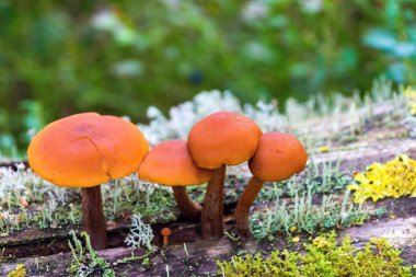 küçük bir grup olan yabani mantar veya mantar