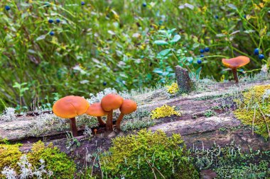 küçük bir grup olan yabani mantar veya mantar