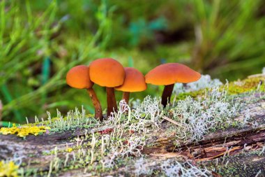 küçük bir grup olan yabani mantar veya mantar