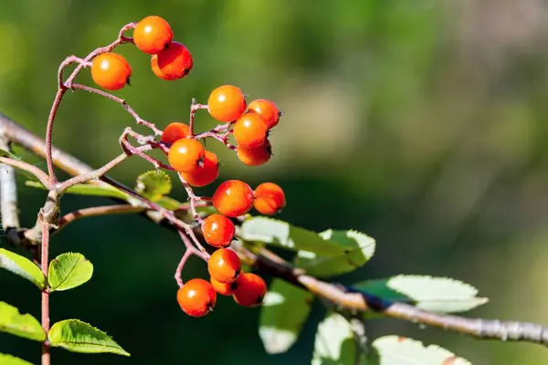 Wild bush of a ripe mountain ash — Stock Photo, Image