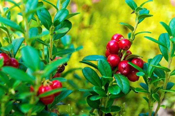 Bunch of wild ripe cowberry — Stock Photo, Image