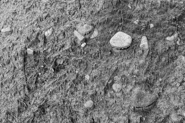 Texture of the wild sandy soil — Stock Photo, Image