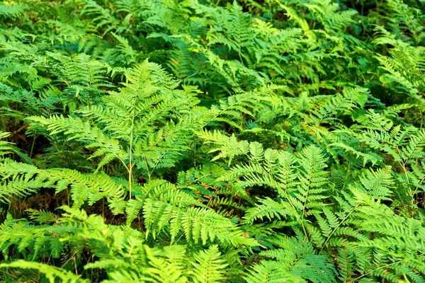 Thickets green fern — Stock Photo, Image