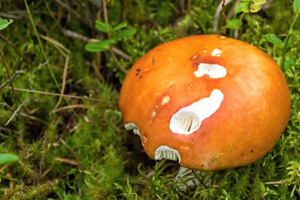 mantar russula portre
