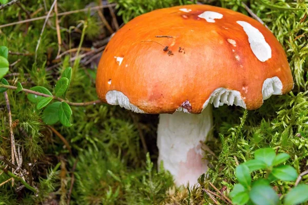 Close-up paddestoel russula — Stockfoto