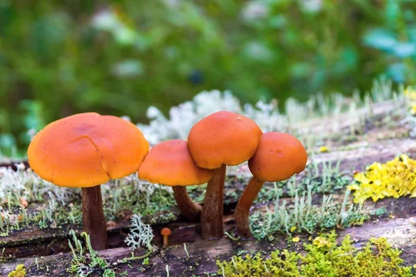 küçük bir grup olan yabani mantar veya mantar