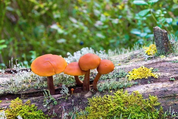 küçük bir grup olan yabani mantar veya mantar