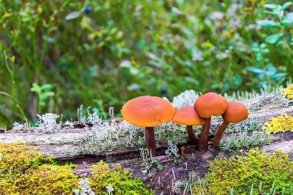 küçük bir grup olan yabani mantar veya mantar