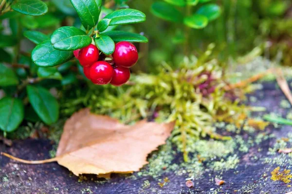 One branch of wild ripe cowberry — Stock Photo, Image