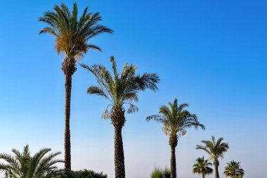 yüksek kabarık palmiye ağaçları