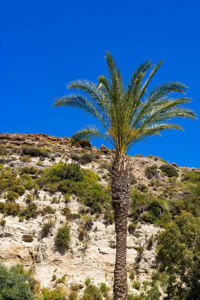 Een hoge palmboom — Stockfoto
