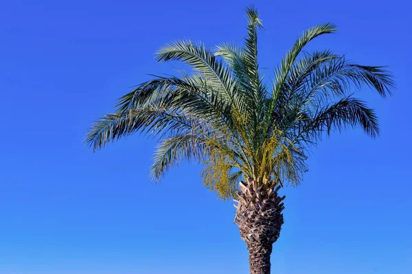 Пальмы высокие — стоковое фото