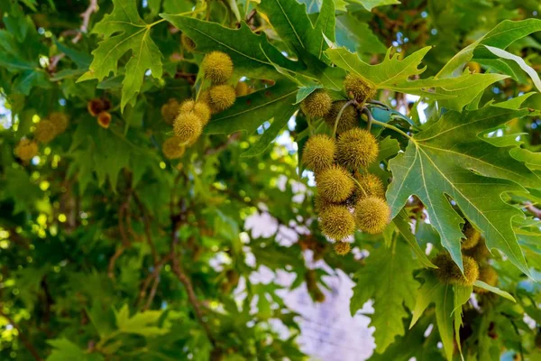 Frutas abstractas en un árbol —  Fotos de Stock