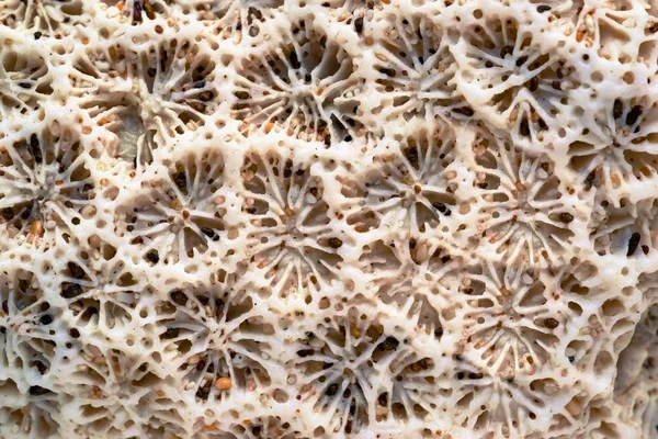 Textura natural de un coral marino — Foto de Stock