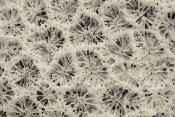 自然纹理的海珊瑚 — 图库照片