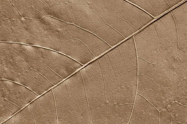 Textura naturală a unei plante — Fotografie, imagine de stoc