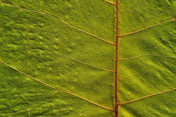 Struttura naturale di un impianto — Foto Stock